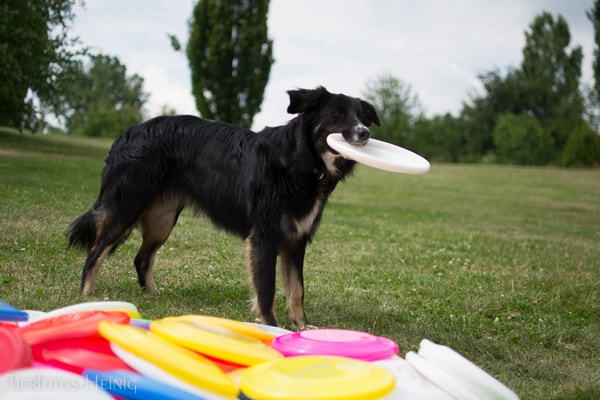 Stadtfelle Hundeschule Dogfrisbee Kurs