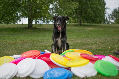 Stadtfelle-Dogfrisbees2