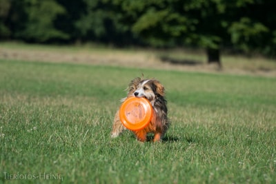 frisbee