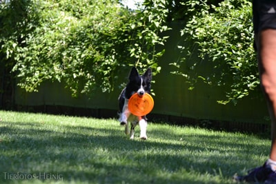 frisbee4