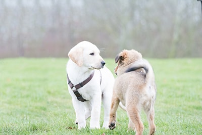 Hundeschule-Stadtfelle-Welpenkurs1