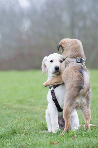 Hundeschule-Stadtfelle-Welpenkurs2