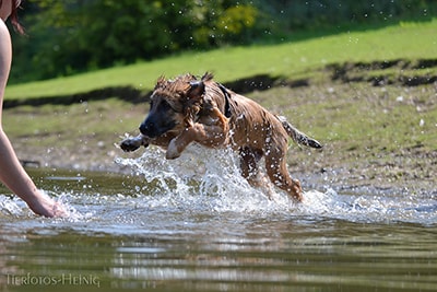 Hundeschule-Stadtfelle-Welpenkurs6-Bea