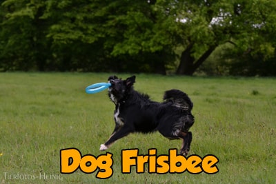 Dogfrisbee