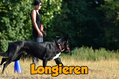 Longieren