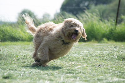 Ernährung / Zufütterung für den Hund