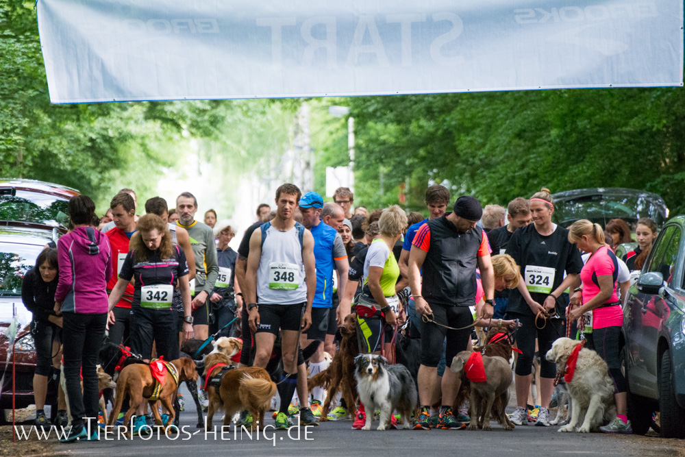 Hundeschule Stadtfelle auf dem Sechs Pfoten Lauf